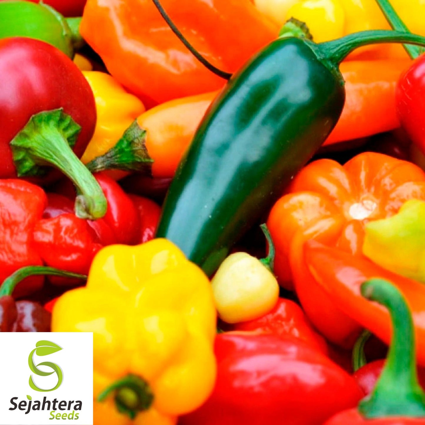 Hot and Happy Pepper Mix Seeds - 100+ Heirloom, Large Assortment & Spicy
