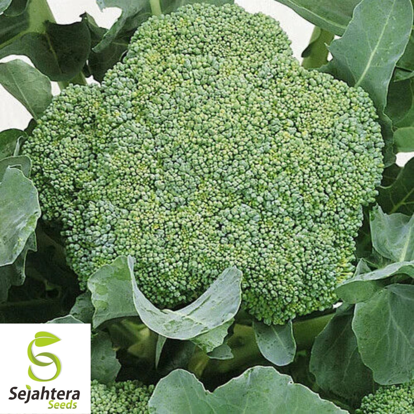 500 Waltham 29 Broccoli Seeds - Non-GMO, Heirloom Garden Vegetable