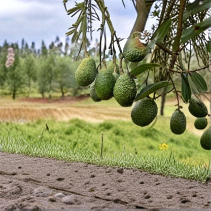 Hass Avocado Tree – Persea americana Live Seedlings | 5 Height Options | No Pesticides Used  Tropical Fruit Starter | Great Gift Idea | Patio & Backyard Friendly