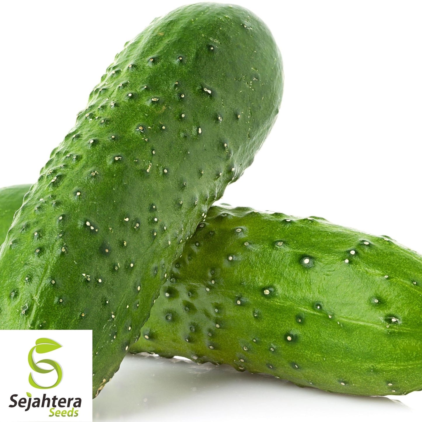 National Pickling Cucumber Seeds 50+ | Heirloom Vegetable NON-GMO USA
