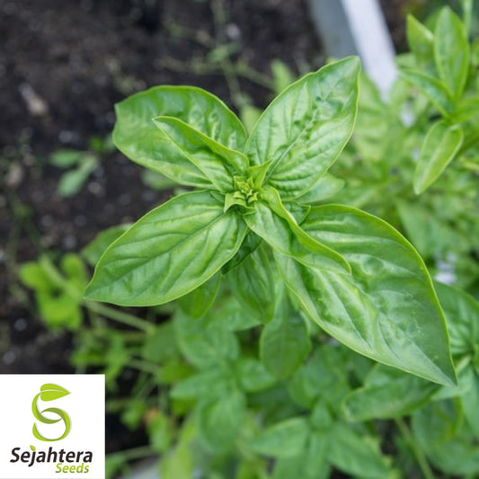 200 Genovese Basil Seeds - Non-GMO, Aromatic Italian Herb