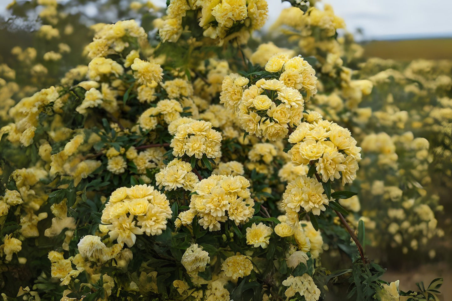 Lady Banks Climbing Rose Bush Plant - Yellow Flower, Rosa banksiae, Starter Size, Heirloom, Well-Rooted, Garden Plant