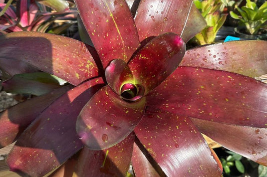 Neoregelia Avalon Bromeliad Plant in 6" Pot - Copper Burgundy Foliage - Neoregelia 'Avalon' for Landscape Decor