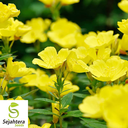 Evening Primrose Seeds 500+ | Yellow Dwarf Perennial Flowers USA