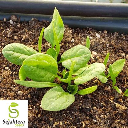 150+ Giant Noble Spinach Seeds - Non-GMO, Heirloom, Tender & Nutritious