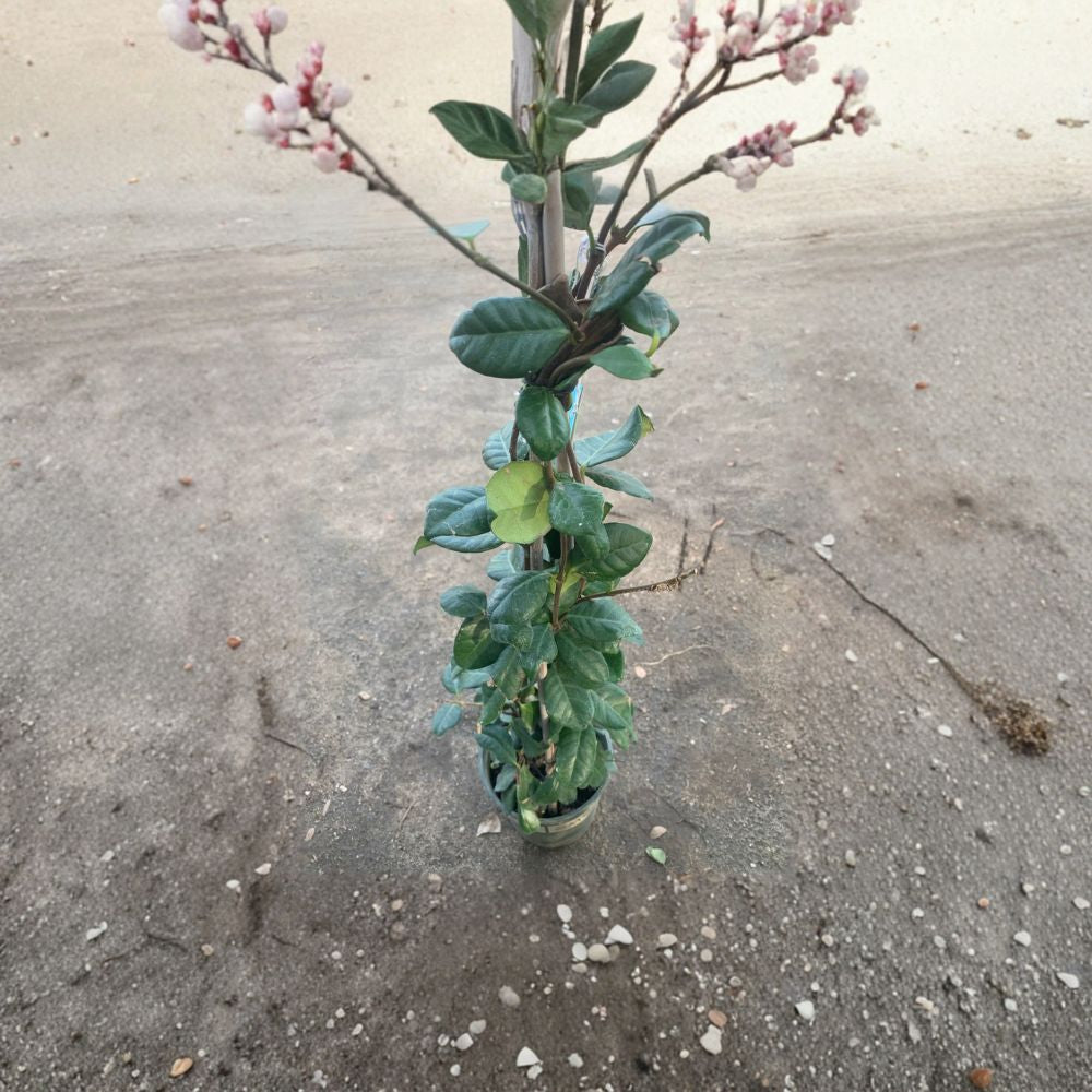 Star Jasmine – Trachelospermum jasminoides Live Fragrant Vine | 2 Feet Tall | Ships in 6” Pot  White Star Flowers | Evergreen Climber | Sweet Fragrance
