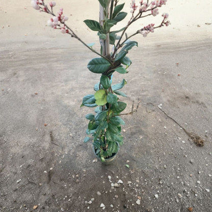 Star Jasmine – Trachelospermum jasminoides Live Fragrant Vine | 2 Feet Tall | Ships in 6” Pot  White Star Flowers | Evergreen Climber | Sweet Fragrance