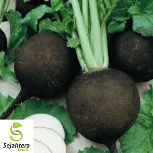 Black Spanish Round Radish Seeds 250 Ct | Heirloom NON-GMO Vegetable Garden USA