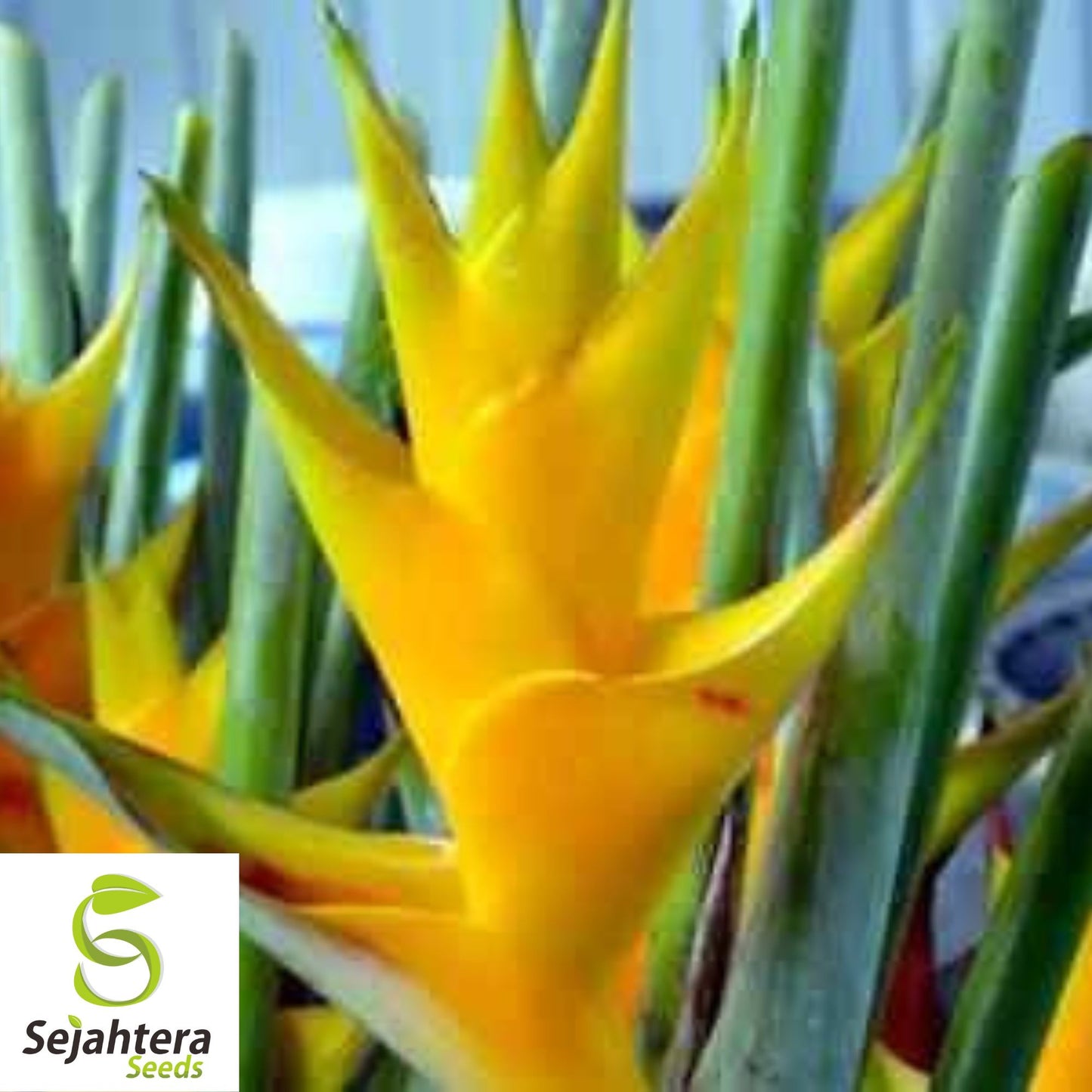 Mayan Gold Heliconia Seeds {Heliconia champneana} Rare 10 Seeds