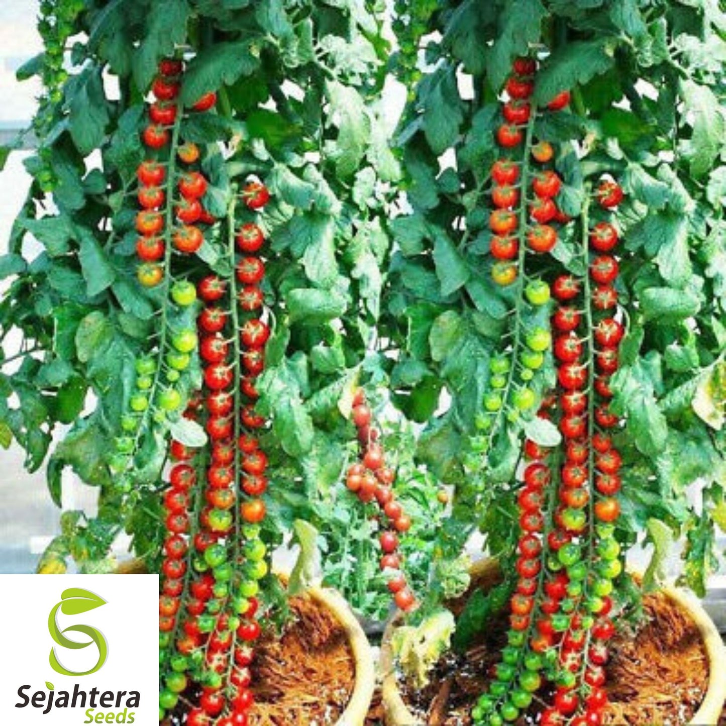 120+ Waterfall Tomato Seeds - Heirloom, Organic, Non-GMO, Sweet & High-Yield