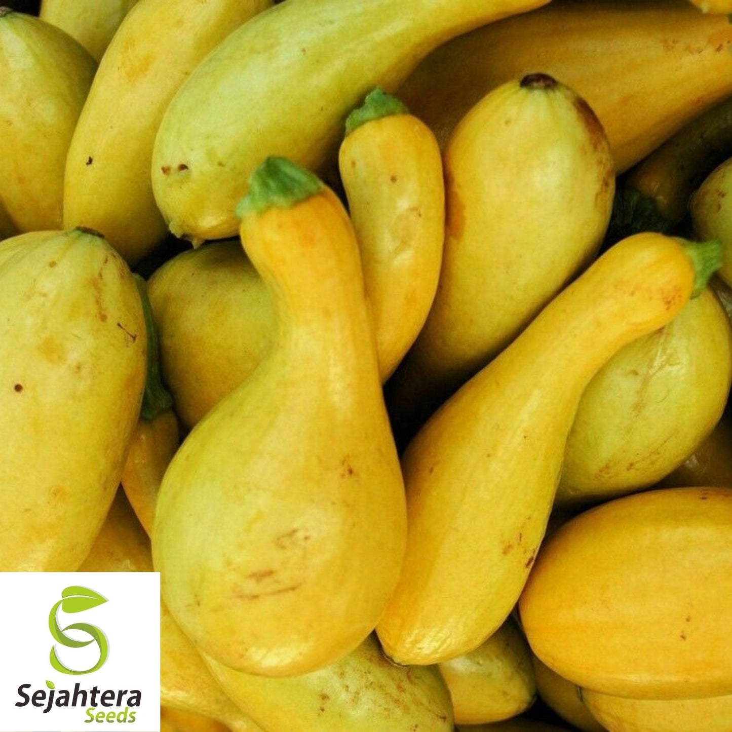 Crookneck Squash Seeds 30 Ct | Golden Yellow Summer Vegetable Garden USA