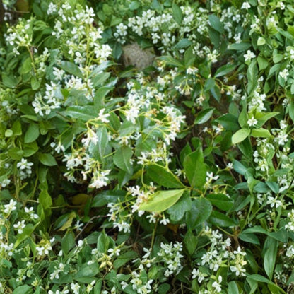 Star Jasmine – Trachelospermum jasminoides Live Fragrant Vine | 2 Feet Tall | Ships in 6” Pot  White Star Flowers | Evergreen Climber | Sweet Fragrance
