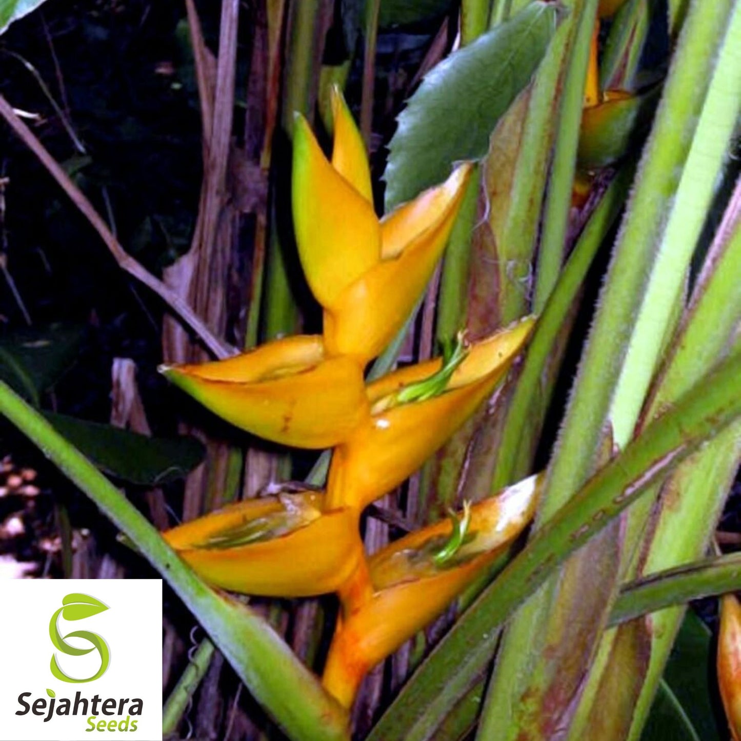 Mayan Gold Heliconia Seeds {Heliconia champneana} Rare 10 Seeds