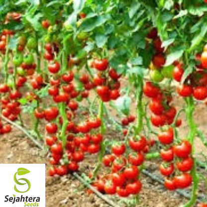120+ Waterfall Tomato Seeds - Heirloom, Organic, Non-GMO, Sweet & High-Yield