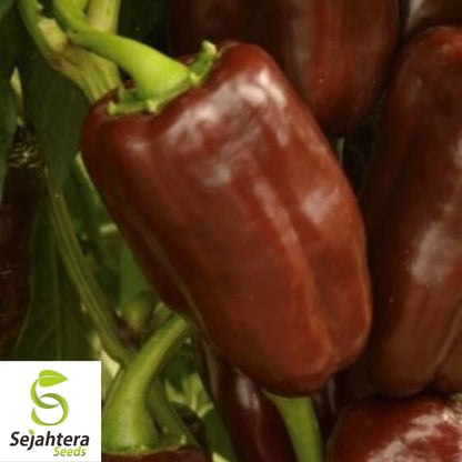 30+ Chocolate Beauty Bell Pepper Seeds - Heirloom, Non-GMO Sweet Vegetable