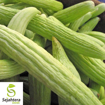 Dark Armenian Cucumber Seeds 50+ | Long Snake Serpent Vegetable NON-GMO USA