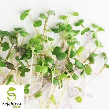 1200 Organic Arugula Seeds - Non-GMO, Peppery & Nutritious Salad Green