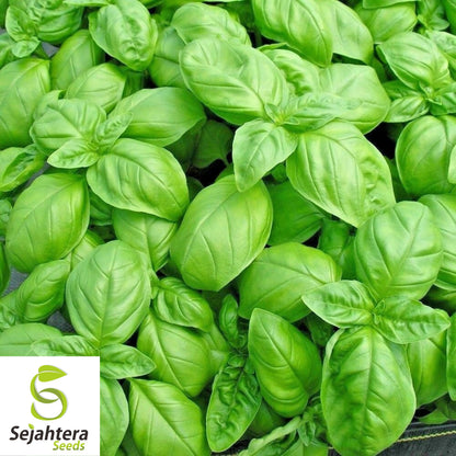 200 Genovese Basil Seeds - Non-GMO, Aromatic Italian Herb