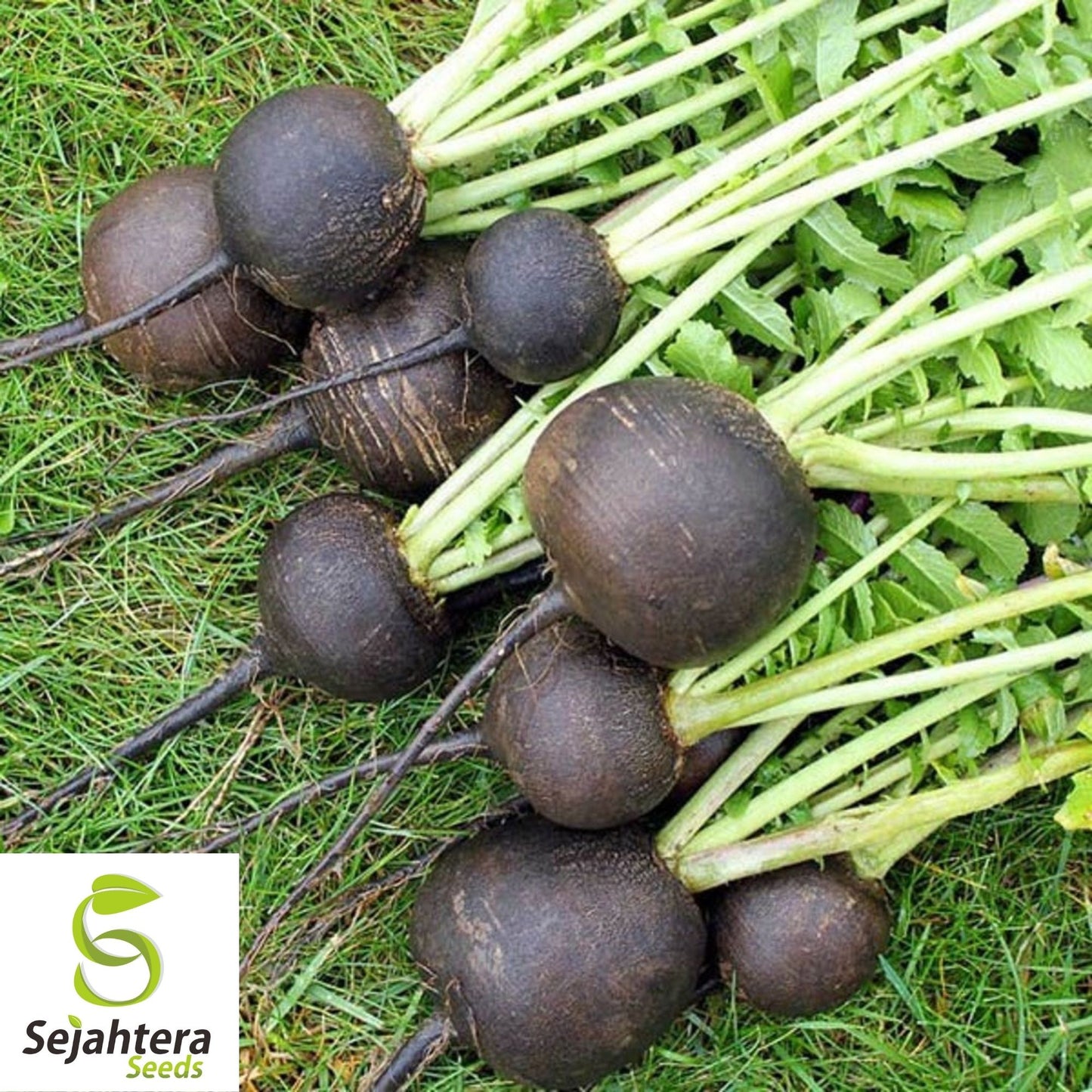 Black Spanish Round Radish Seeds 250 Ct | Heirloom NON-GMO Vegetable Garden USA
