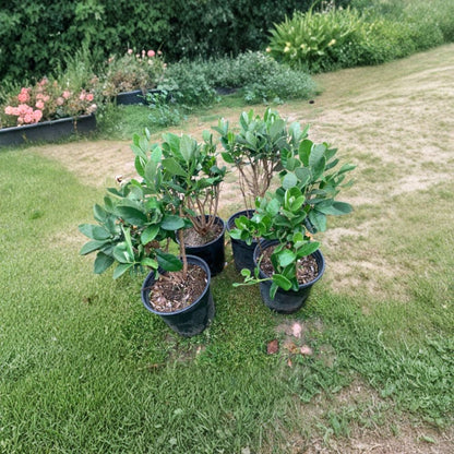 Pineapple Guava – Feijoa sellowiana Live Plant | 1 Foot Tall | Ships in 6" (1 Gallon) Pot  Sweet Tropical Flavor | Edible Flowers | Cold Hardy Fruit Shrub