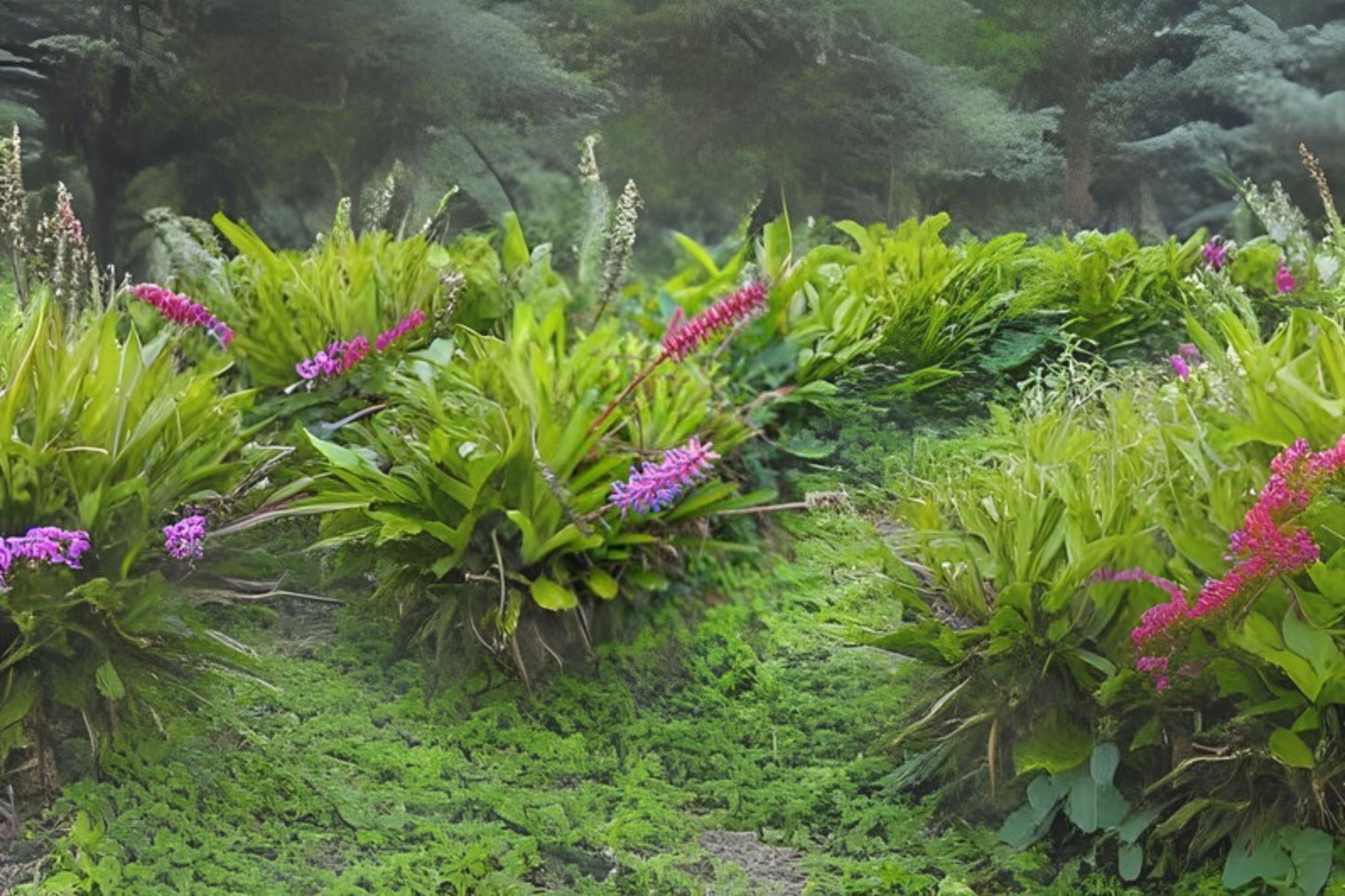 Aechmea gamosepala Bromeliad Plant - Colorful Flowering Epiphyte - Tropical South America Origin - Unique Garden Addition