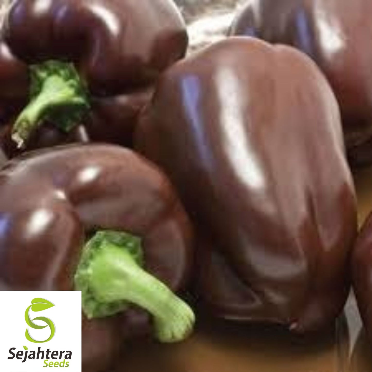 30+ Chocolate Beauty Bell Pepper Seeds - Heirloom, Non-GMO Sweet Vegetable