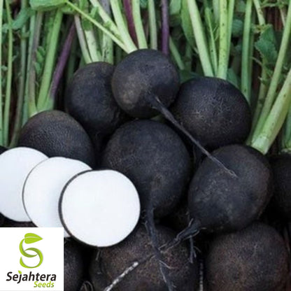 Black Spanish Round Radish Seeds 250 Ct | Heirloom NON-GMO Vegetable Garden USA