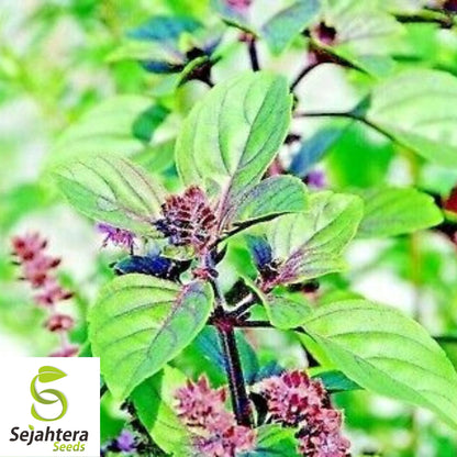 Cinnamon Basil Seeds - 200+ Heirloom - Perennial Herb & Natural Bug Repellent