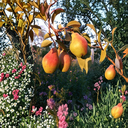 Moonglow Pear Trees – Pyrus communis ‘Moonglow’ 2 Bare Root Trees | 18–24 Inches | FREE Shipping  Fire Blight Resistant | Early August Harvest | Classic European Pear