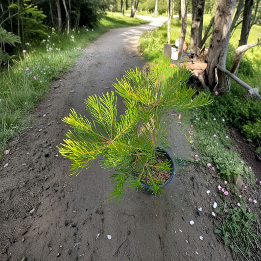 Banksia spinulosa ‘Schnapper Point’ – Hairpin Banksia Live Evergreen Shrub | 1 Foot Tall | Ships in 1 Gallon Pot  Golden Bottlebrush Flowers | Compact Native Shrub | Fall to Spring Blooms