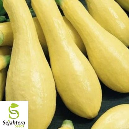 Crookneck Squash Seeds 30 Ct | Golden Yellow Summer Vegetable Garden USA
