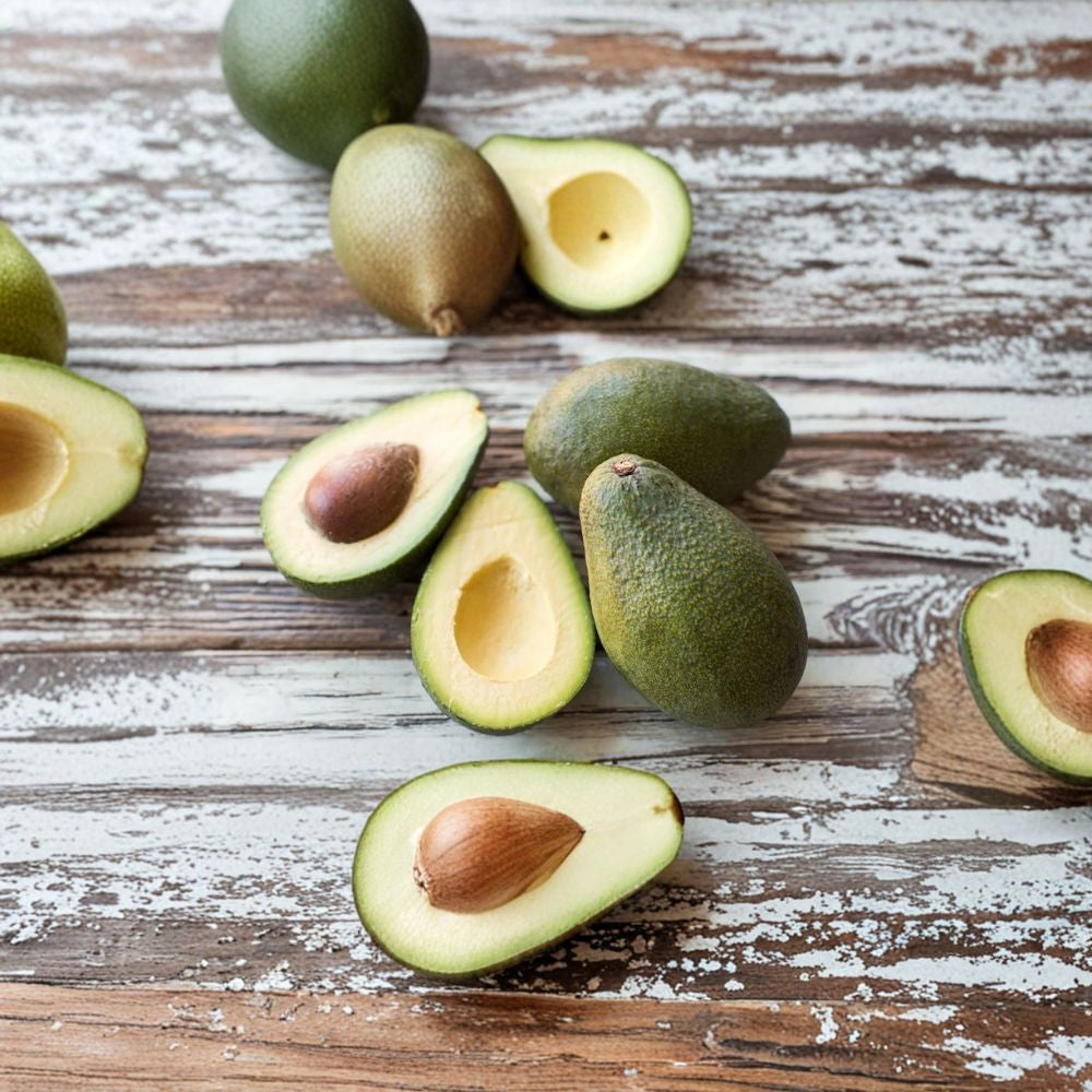 Blas Avocado – Persea americana Live Grafted Tree | 3 Gallon Pot | Rare Costa Rican Variety  Playa Golfito Selection | Virtually Extinct | Collector’s Tree
