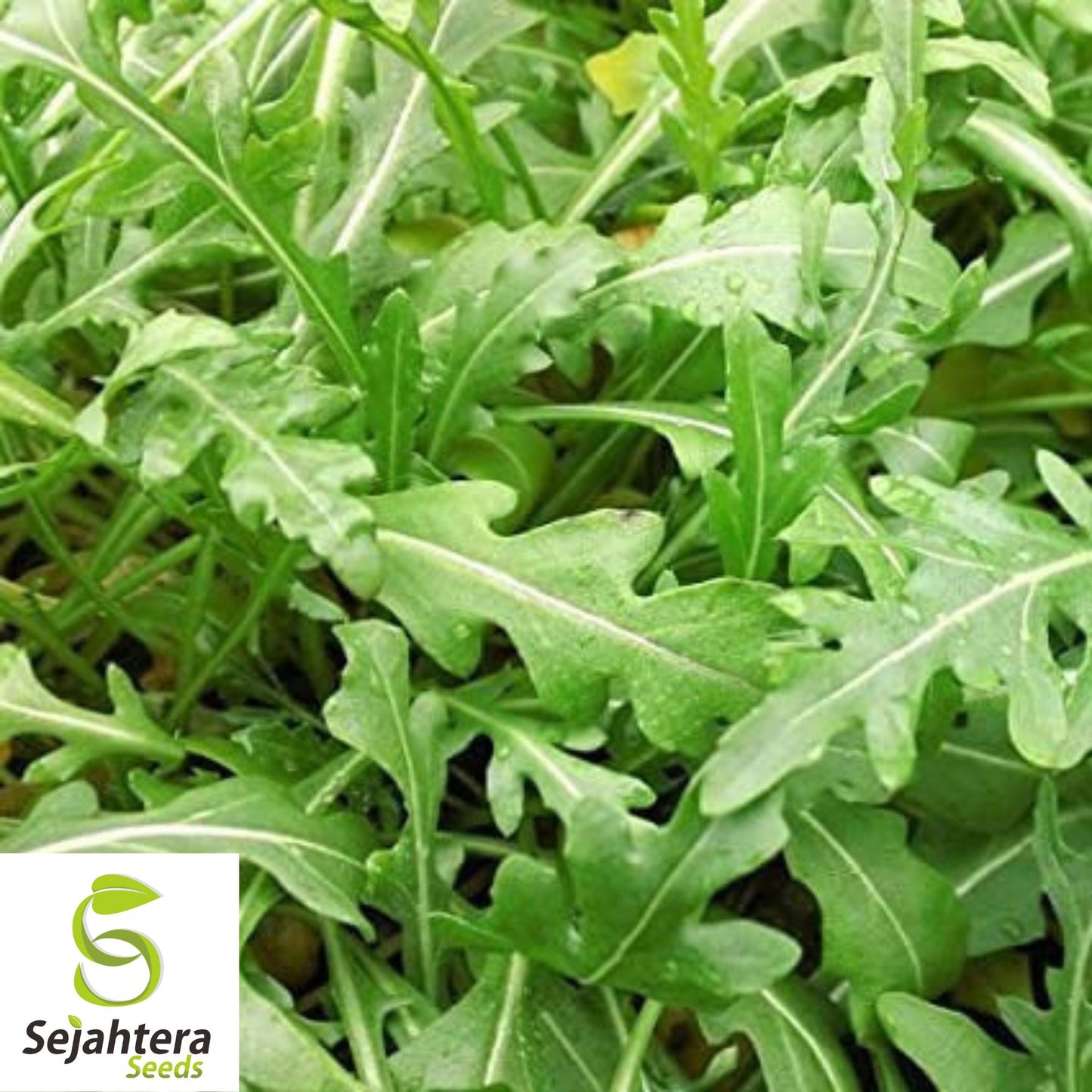 1200 Organic Arugula Seeds - Non-GMO, Peppery & Nutritious Salad Green