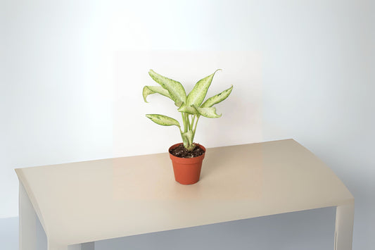 Dieffenbachia 'Camouflage' Tropical Foliage Plant, Easy Care Houseplant, Colorful Chartreuse & Green Leaves, Indoor/Patio Plant