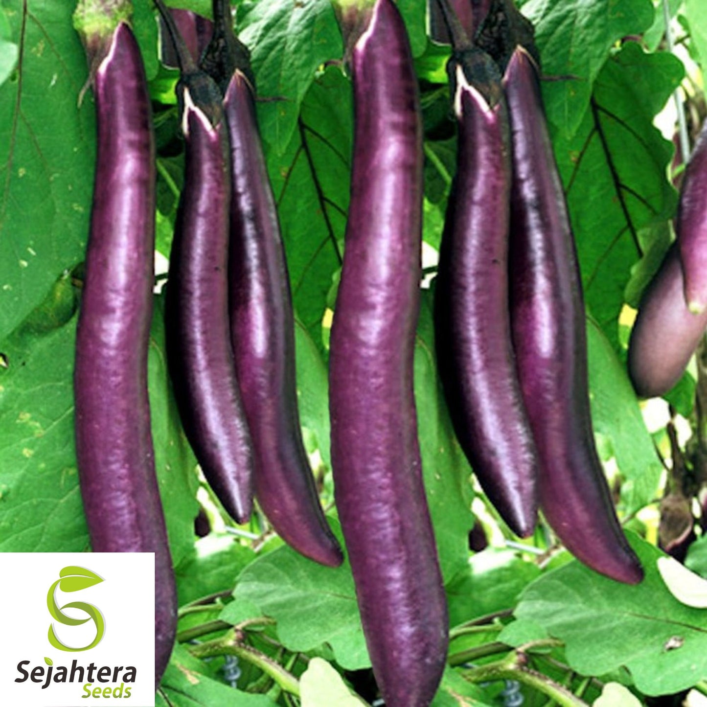 200+ Long Purple Eggplant Seeds - Heirloom, Non-GMO, Tender & Productive