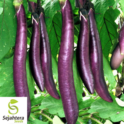 200+ Long Purple Eggplant Seeds - Heirloom, Non-GMO, Tender & Productive