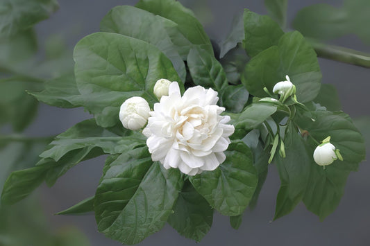 Arabian Sambac Tea Plant Starter - Grand Duke of Tuscany - Jasminum sambac - Highly Fragrant Double White Flowers, 6-12 inches