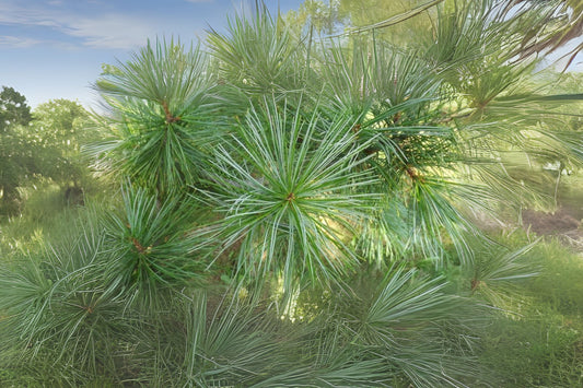 Armand Chinese White Davids Pine (Pinus armandii)