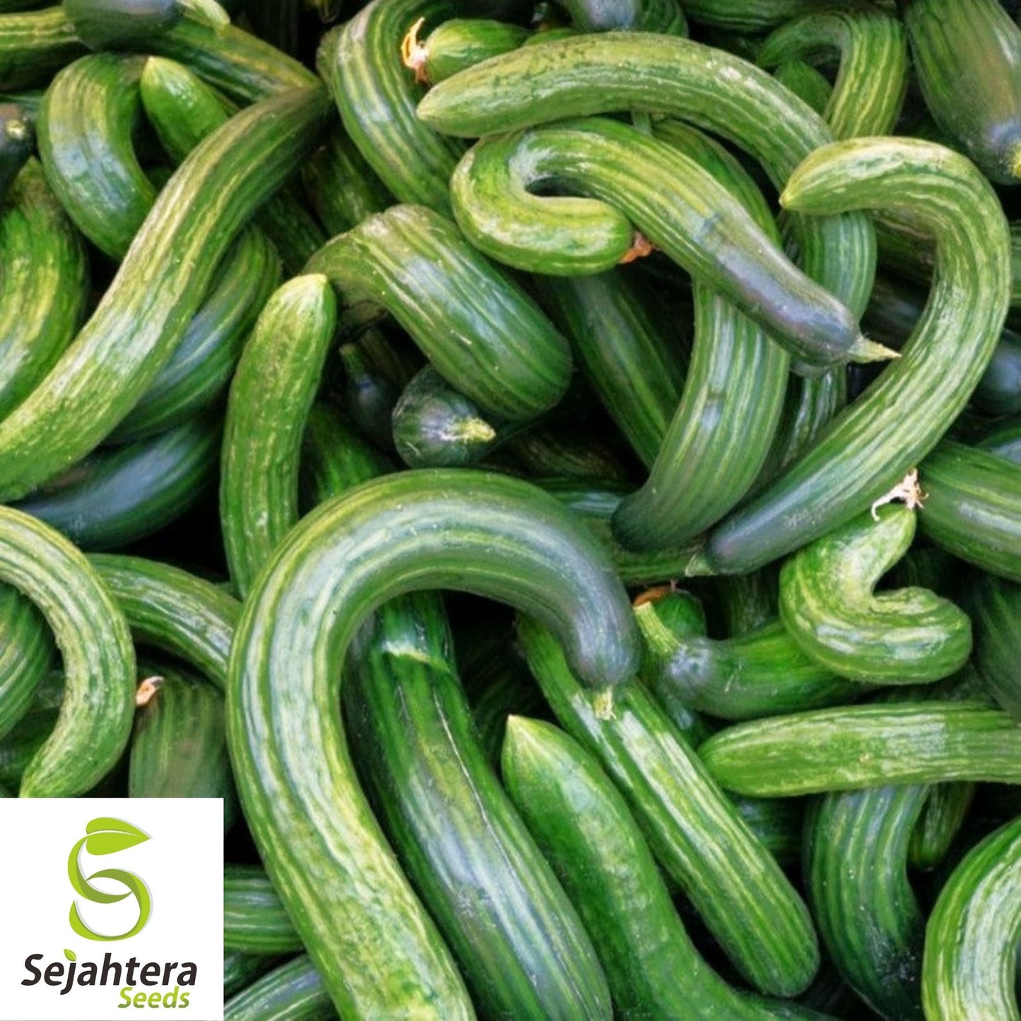 Dark Armenian Cucumber Seeds 50+ | Long Snake Serpent Vegetable NON-GMO USA