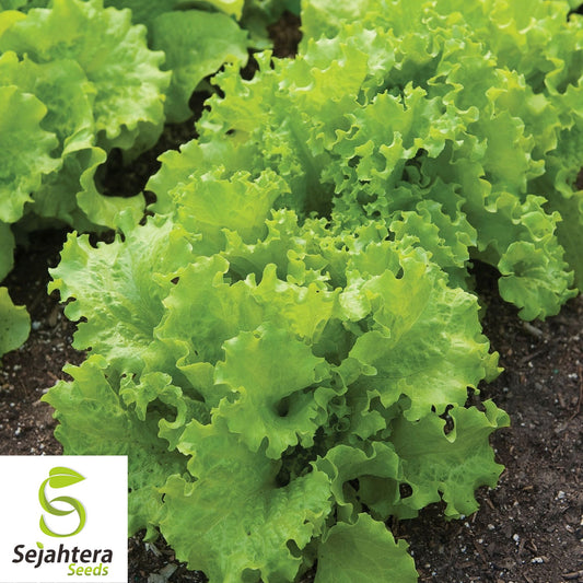 1000 Black Seeded Simpson Lettuce Seeds - Non-GMO, Tender & Crisp Greens