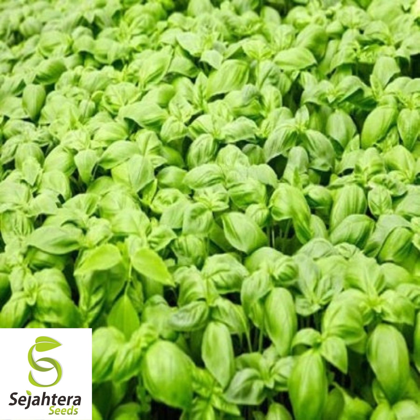 200 Genovese Basil Seeds - Non-GMO, Aromatic Italian Herb