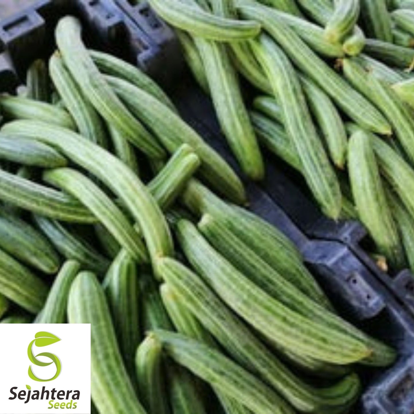 Dark Armenian Cucumber Seeds 50+ | Long Snake Serpent Vegetable NON-GMO USA