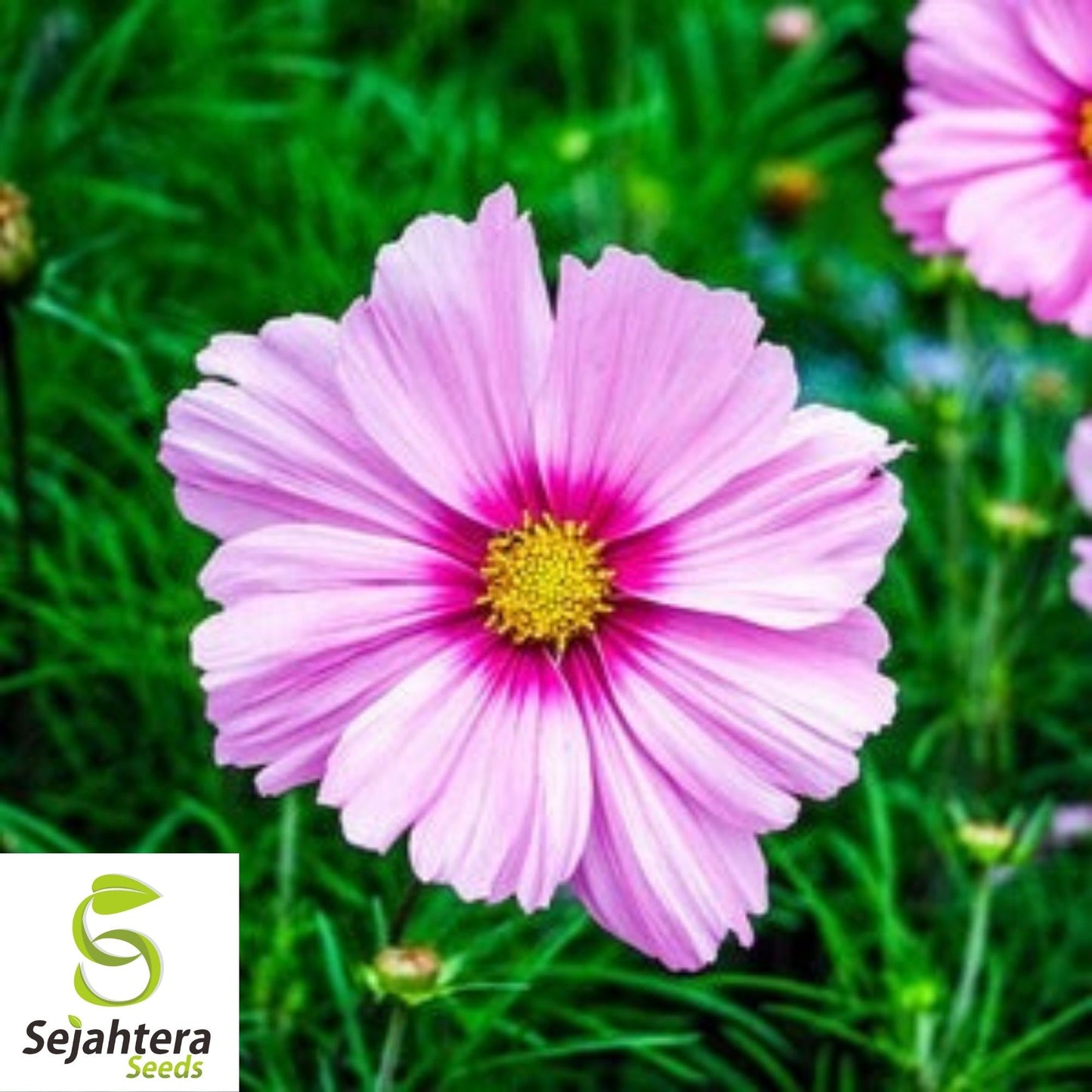 Cosmos Gloria Pink Flower Seeds 100 Ct | Stunning Cut Flowers USA