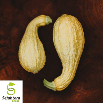 Crookneck Squash Seeds 30 Ct | Golden Yellow Summer Vegetable Garden USA