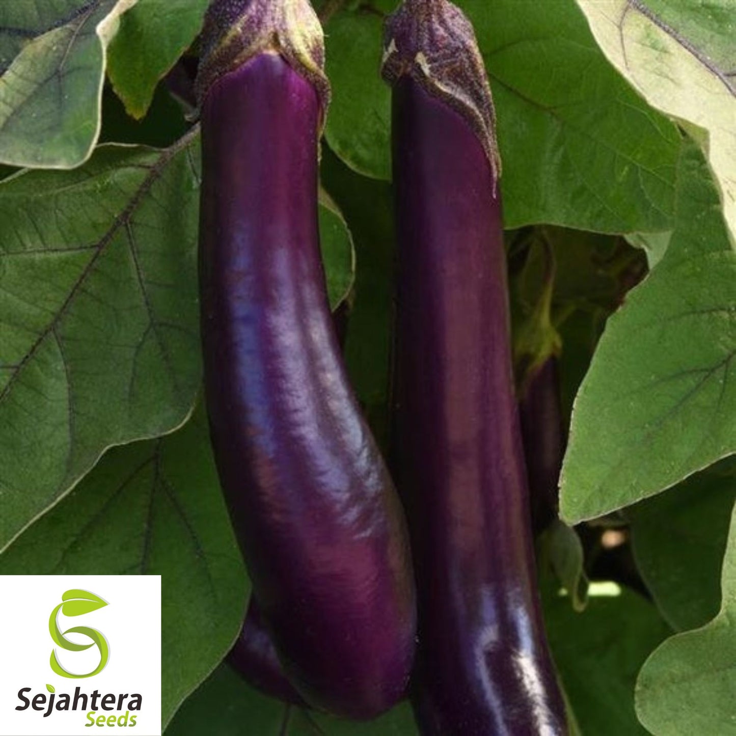 200+ Long Purple Eggplant Seeds - Heirloom, Non-GMO, Tender & Productive