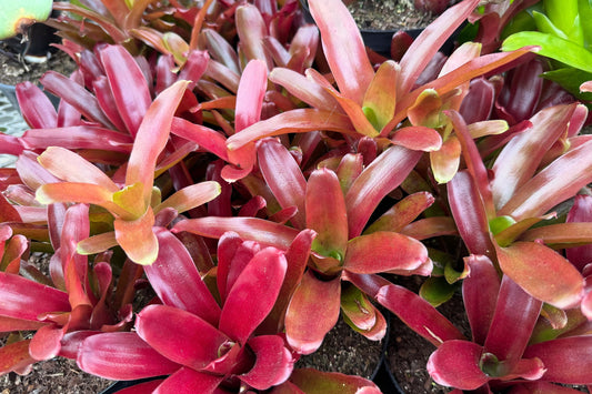 Neoregelia Fireball 6" Pot | Burgundy Red Foliage | Neoregelia spp. | Ideal for Landscape Groundcover