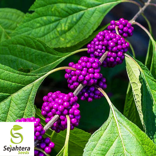 American Beautyberry Seeds {Callicarpa americana} 30+ Perennial Seeds