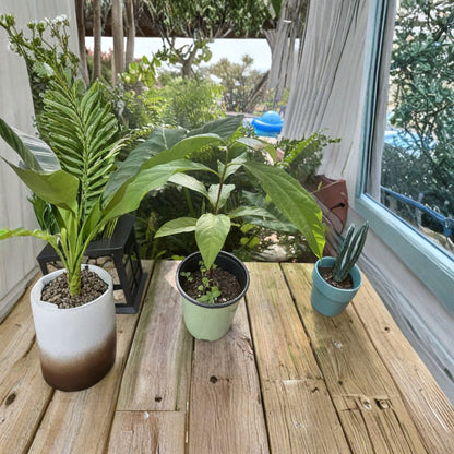 Avocado Tree – Persea americana Live Seedling | Healthy Starter Plant | Ready to Grow  Backyard & Container Friendly | Easy to Care For | Tropical Favorite