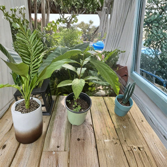 Avocado Tree – Persea americana Live Seedling | Healthy Starter Plant | Ready to Grow  Backyard & Container Friendly | Easy to Care For | Tropical Favorite