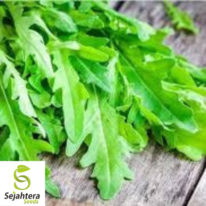 1200 Organic Arugula Seeds - Non-GMO, Peppery & Nutritious Salad Green